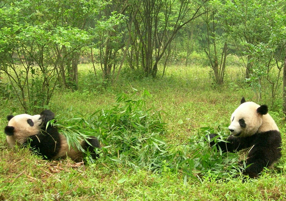 How do giant pandas defend themselves from predators?