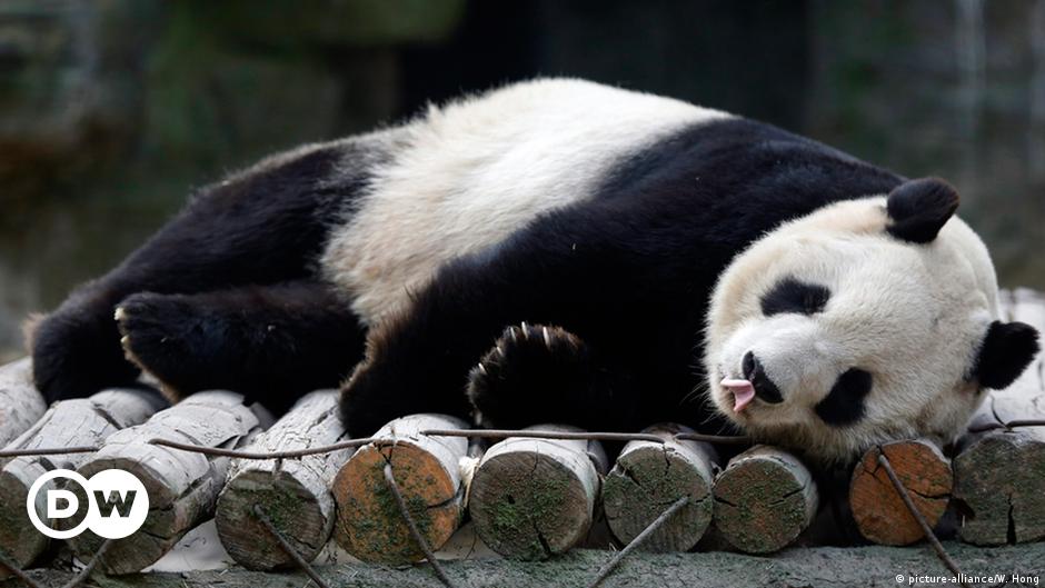 How do giant pandas die?