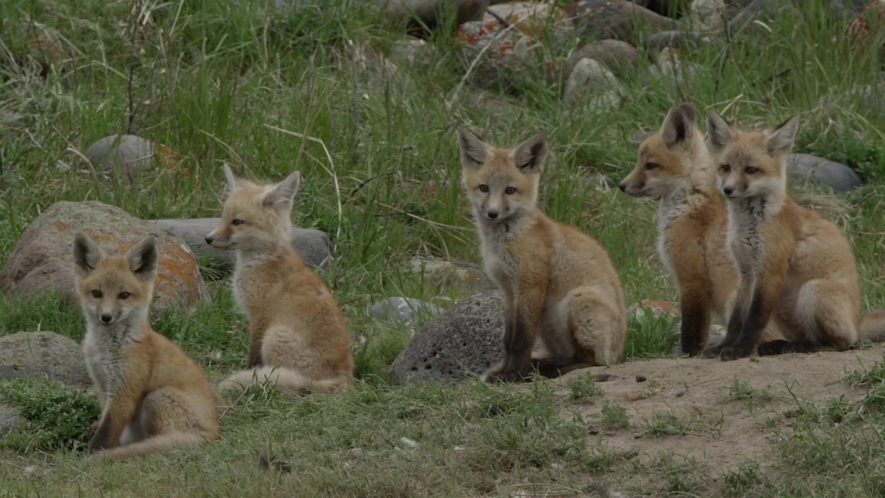 How do mother foxes care for their babies?
