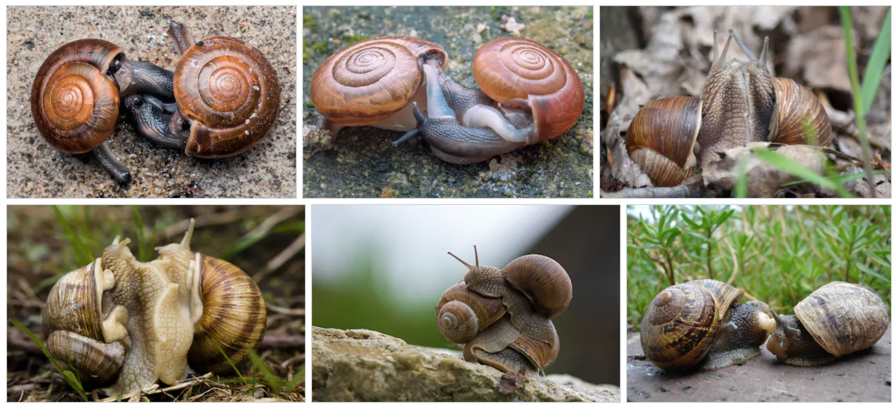 How do snails mate and lay eggs?
