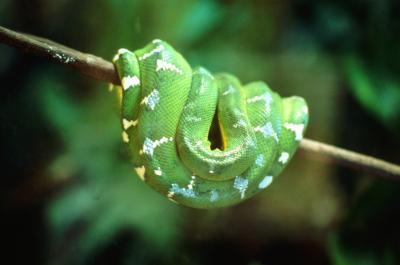 How do snakes regulate their body temperature?