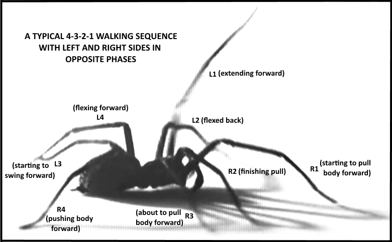 How do spiders extend their legs?