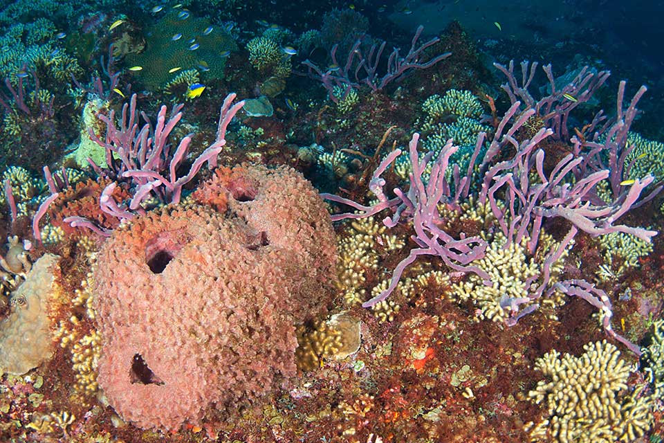 How do sponges adapt to their environment?
