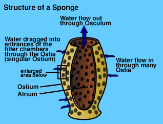 How do Sponges filter water?