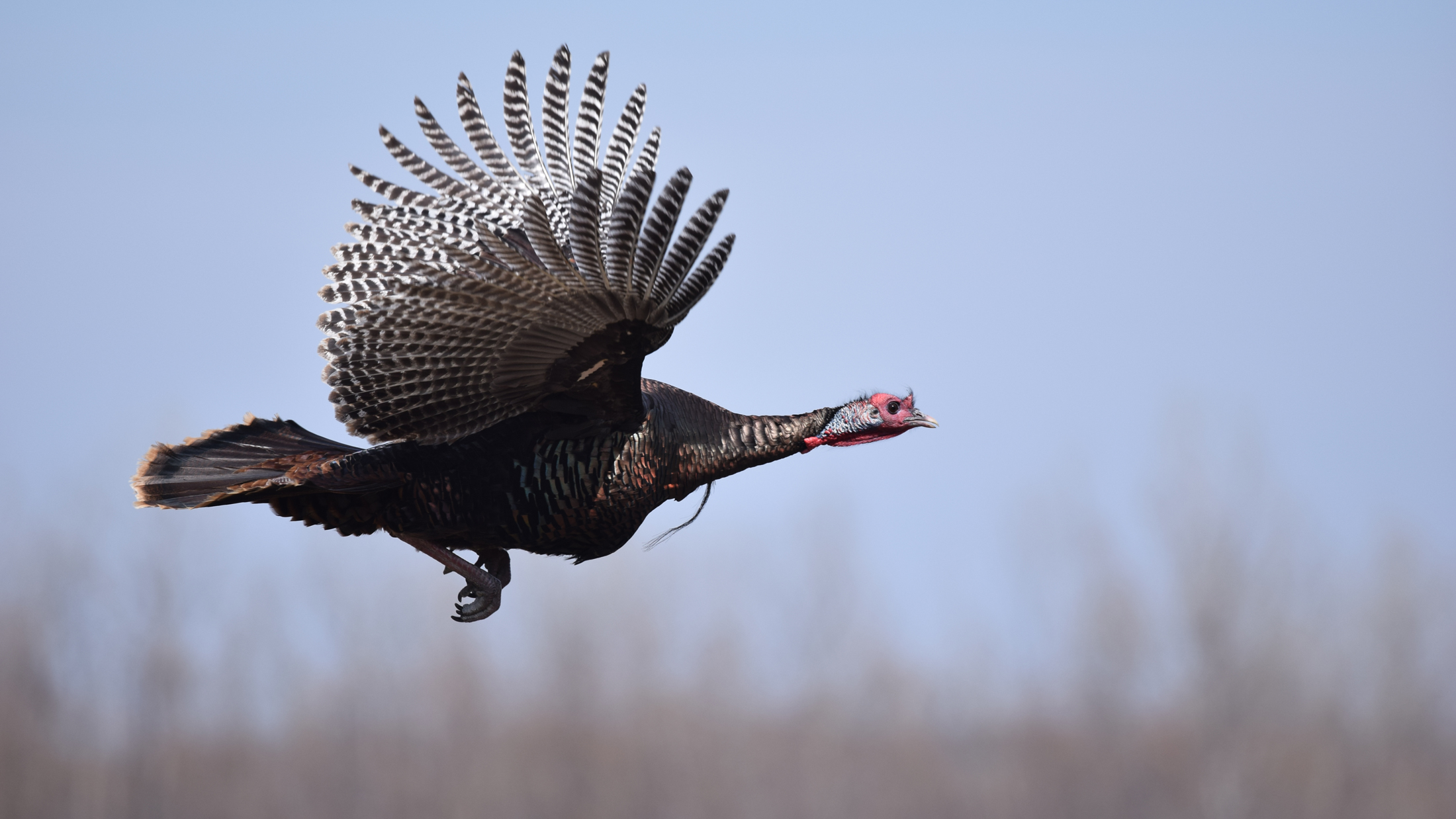 How do turkeys recognize themselves?