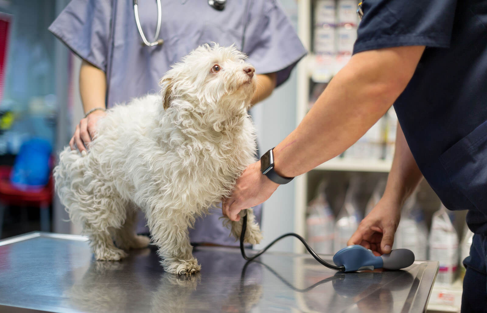 How do you check a dog's blood pressure?