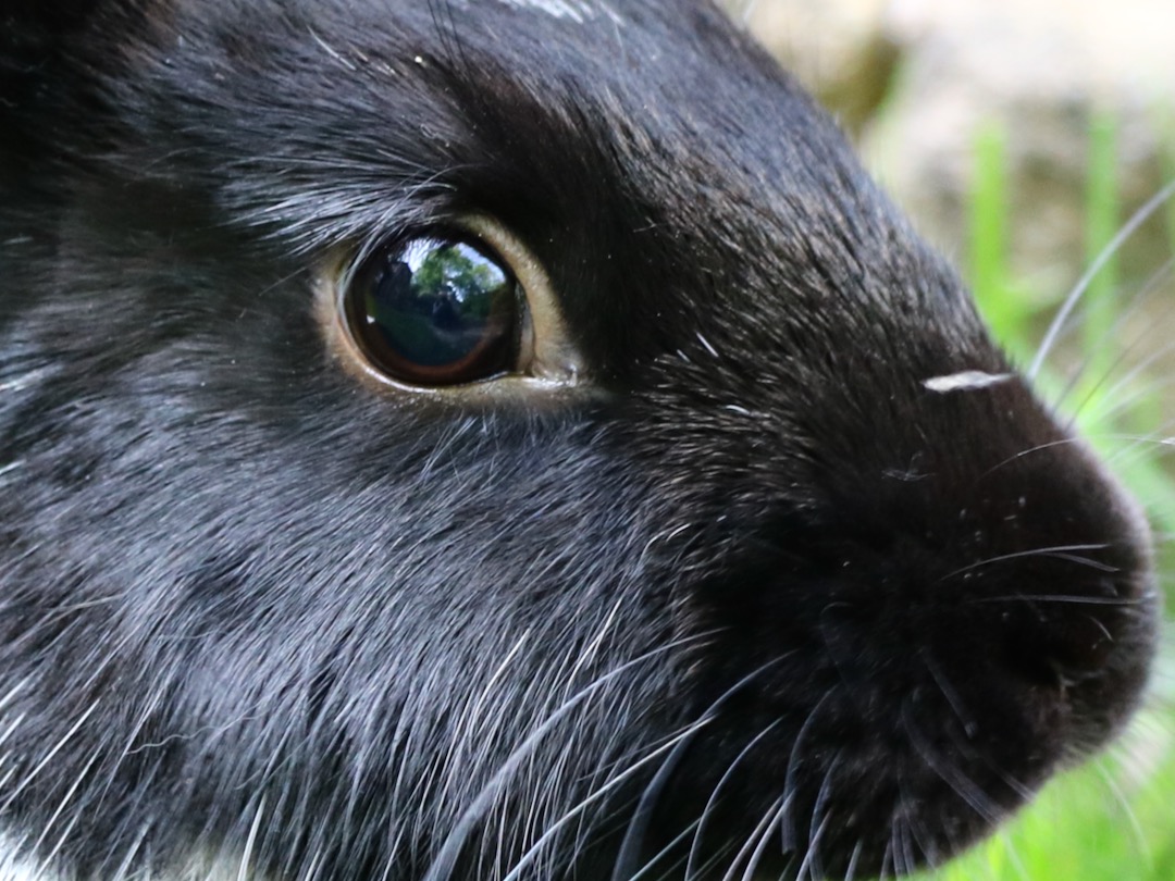 How do you check rabbits eyes?