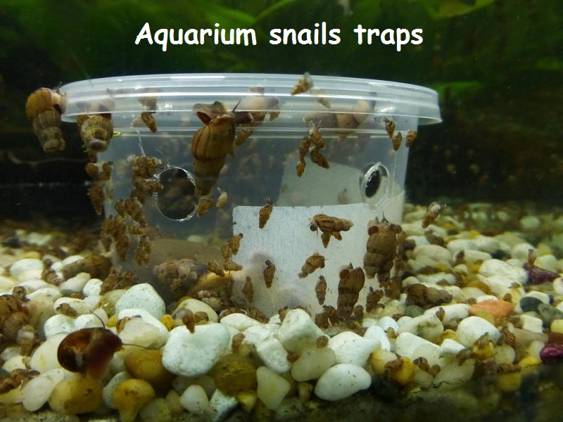 How do you control the population of a snail in an aquarium?