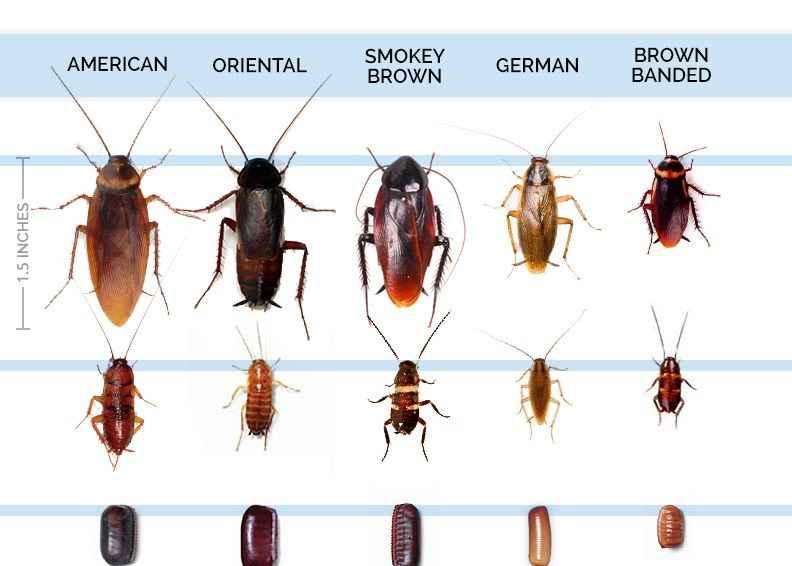 How do you get rid of brown banded baby roaches?