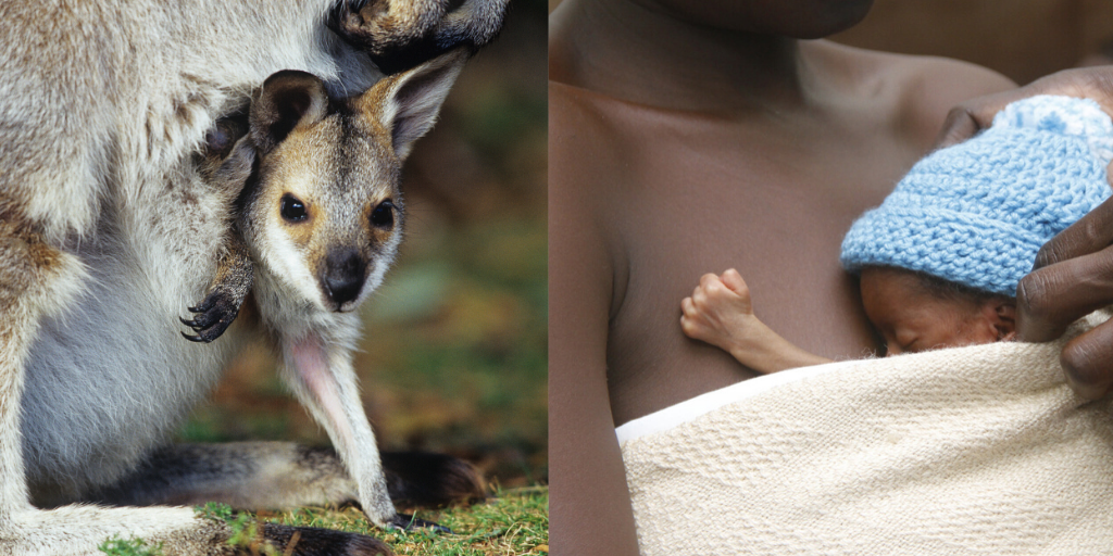 How do you kangaroos care for their babies?