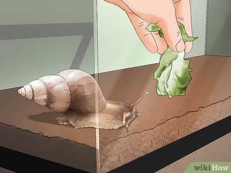 How do you keep African land snails warm?