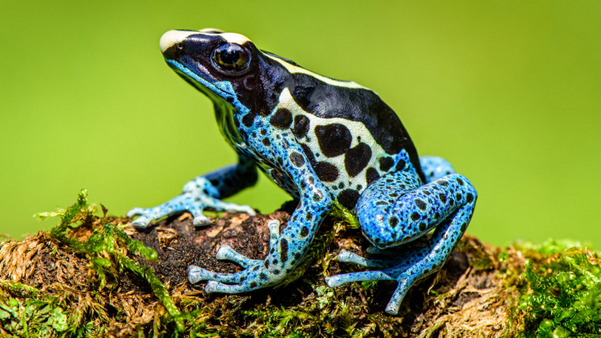 How do you know if frogs are poisonous?