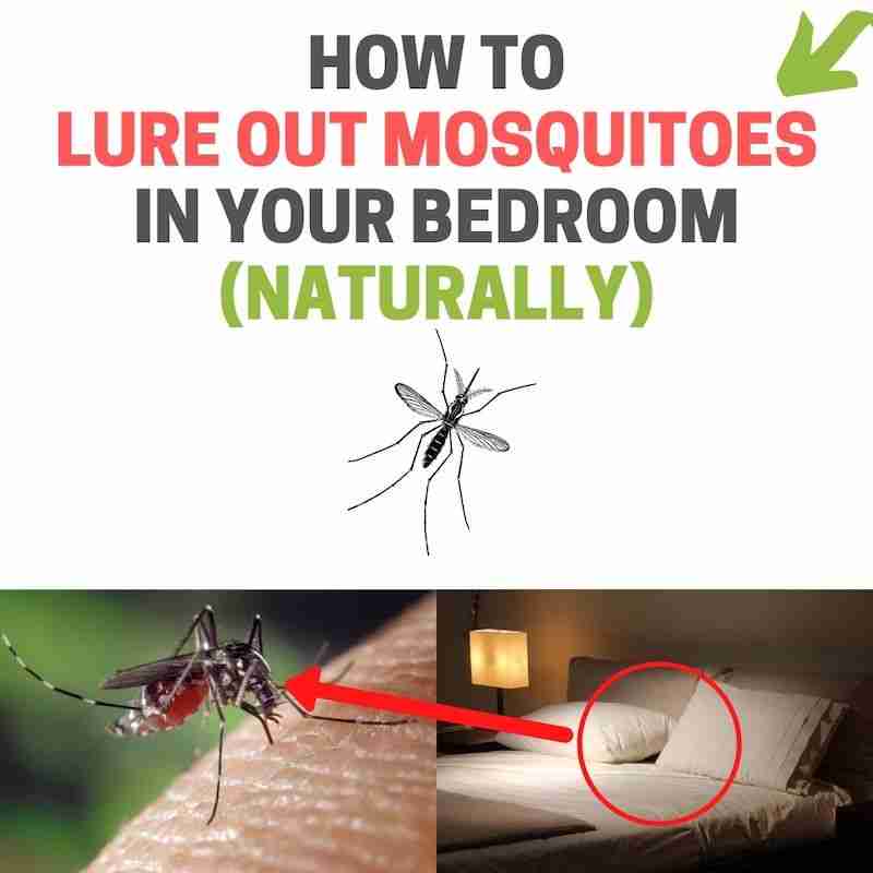 How do you lure a mosquito out of hiding?