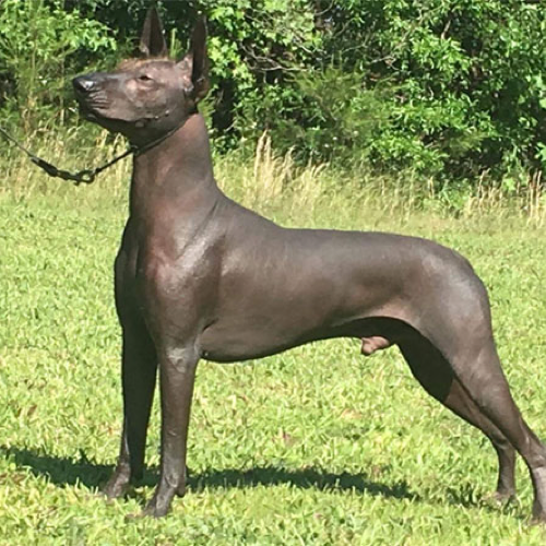 How do you take care of a Mexican Hairless Dog?
