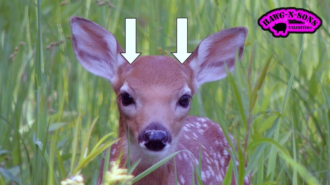 How do you tell if a fawn is a buck or doe?