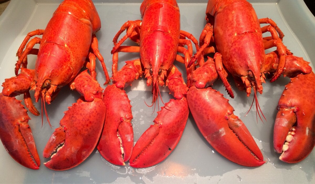 How do you tell if a lobster is right or left handed?