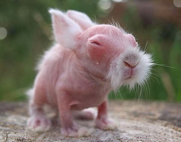 How does a baby rabbit looks like?