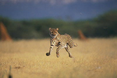 How does a cheetah moves?