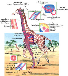 How does a giraffes circulatory system work?