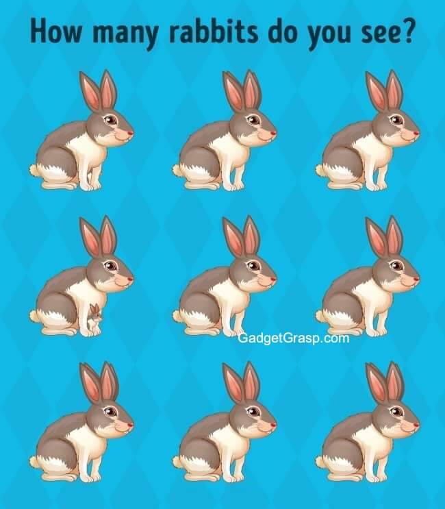 How does a rabbit look at you?