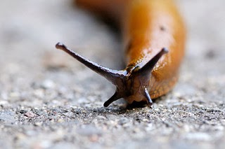 How does a slug have a nose?