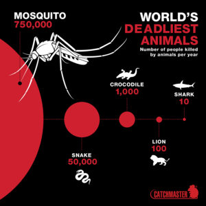 How far do mosquitoes fly?