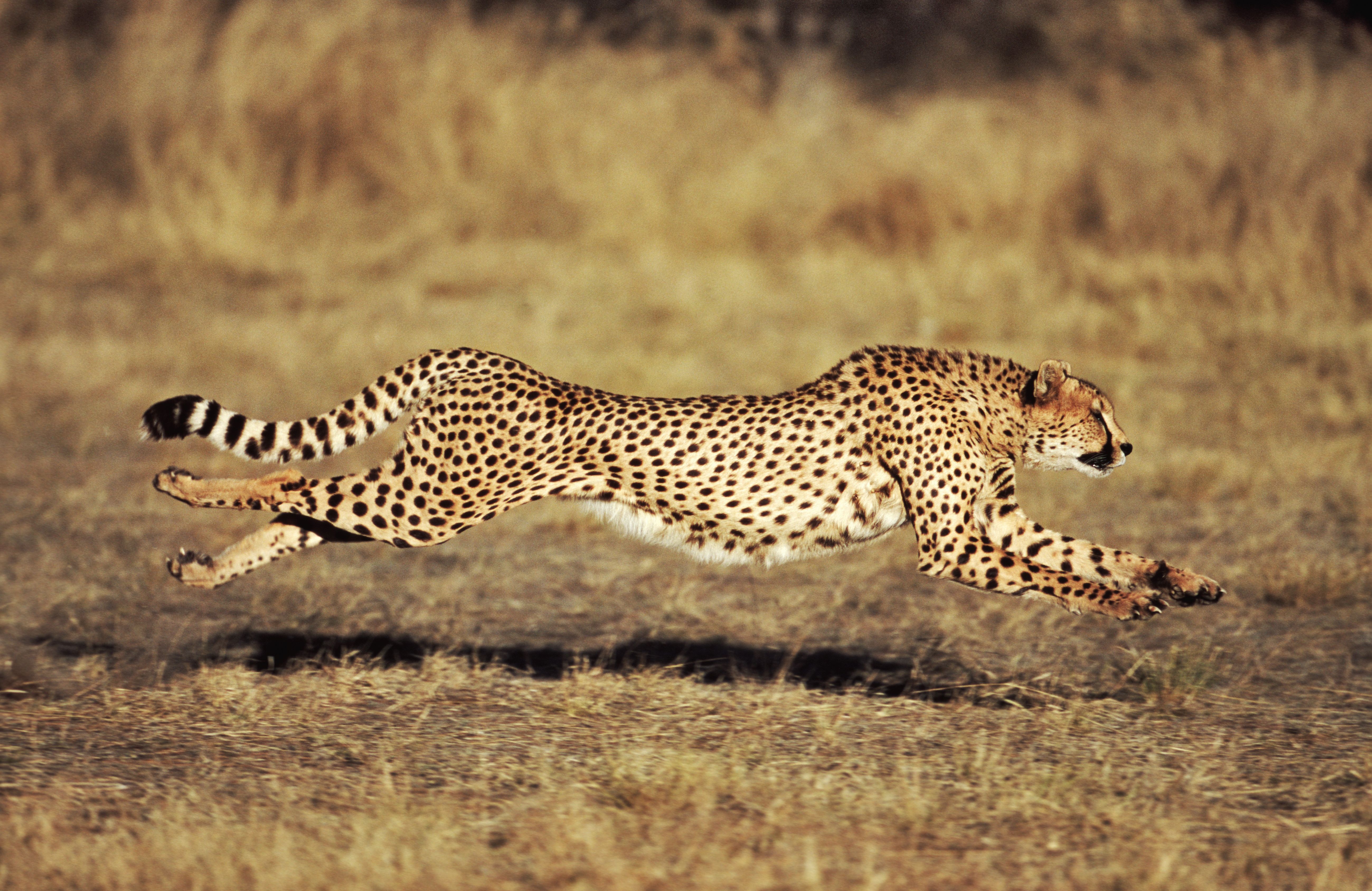 How fast can a Cheetah Run on a safari?