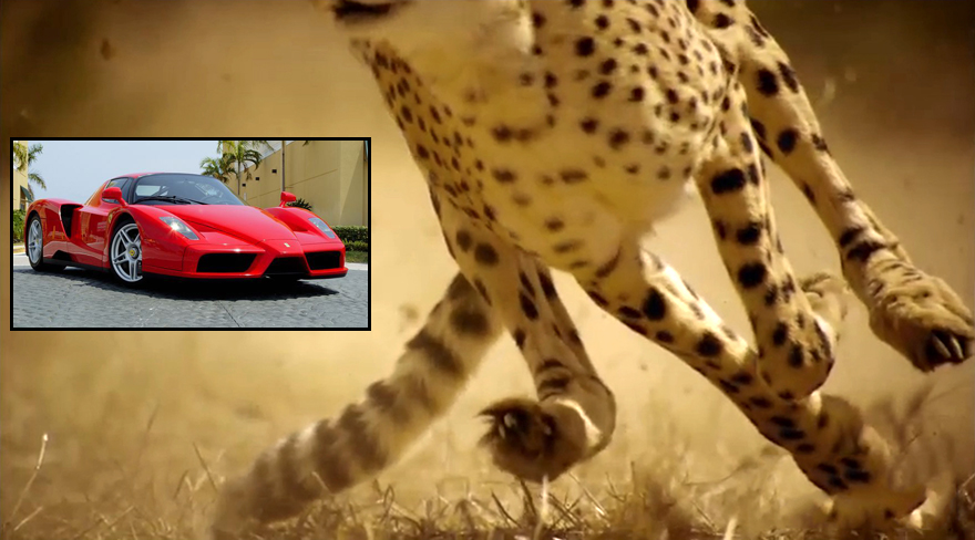 How fast is a cheetah 0 to 60?