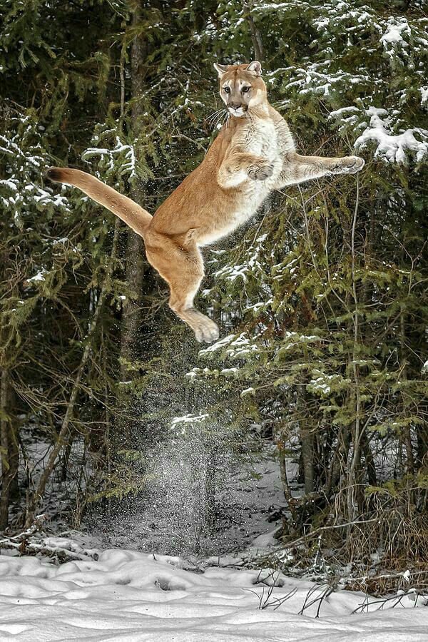 How high can a mammal jump?