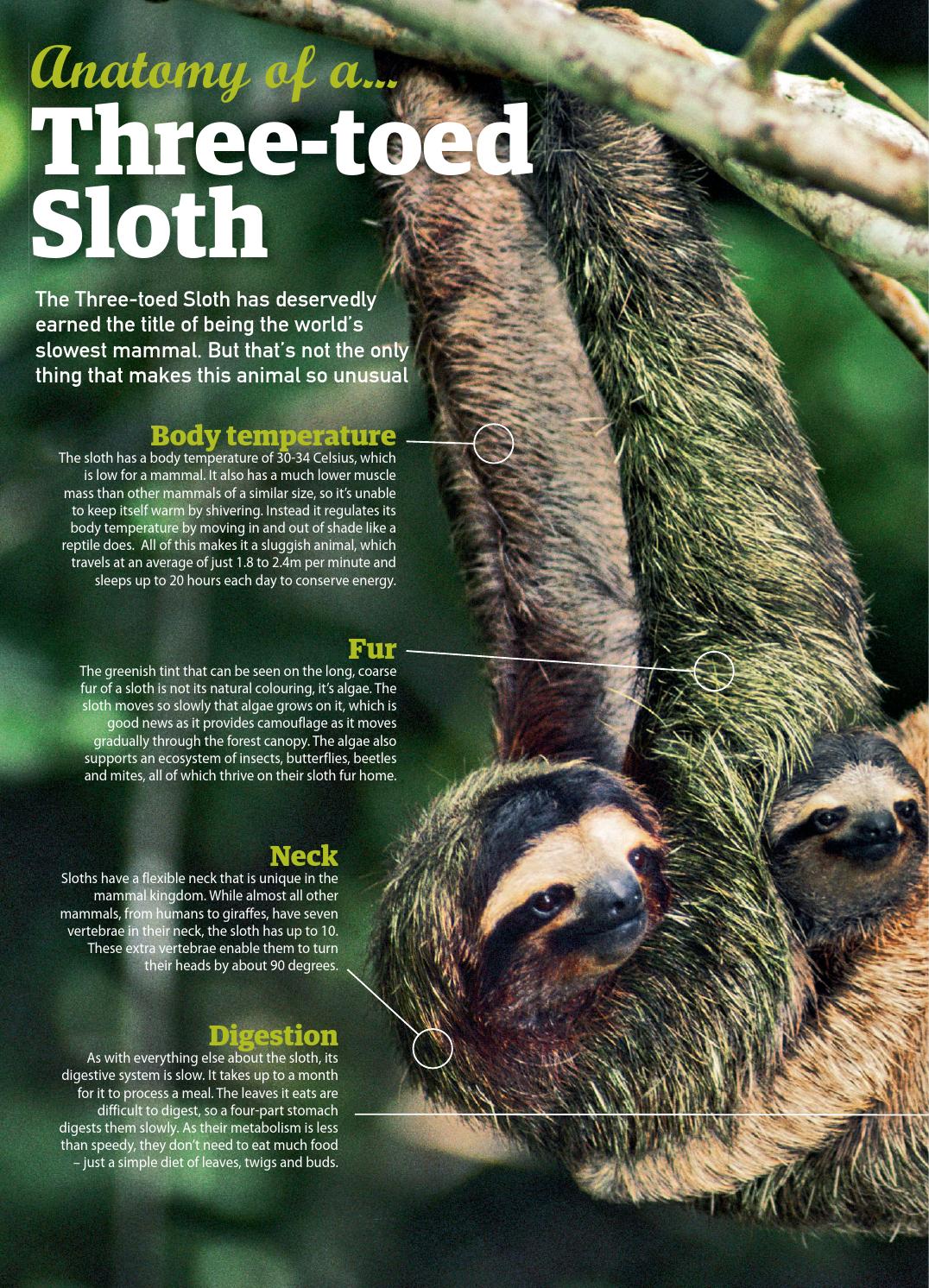 How is the digestion process of a sloth different from other mammals?