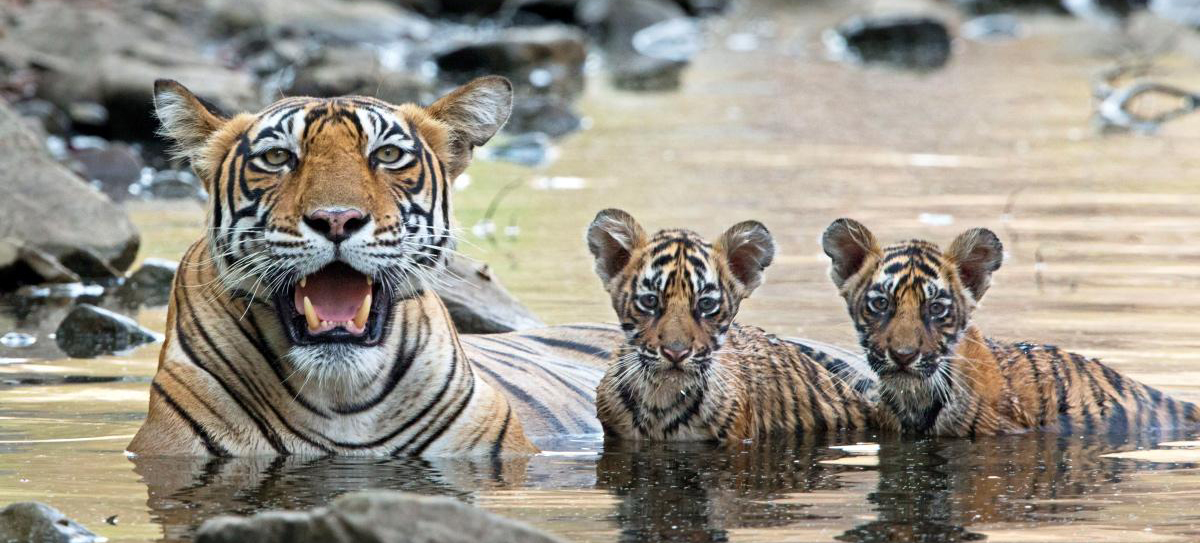 How long are tiger cubs with their mother?