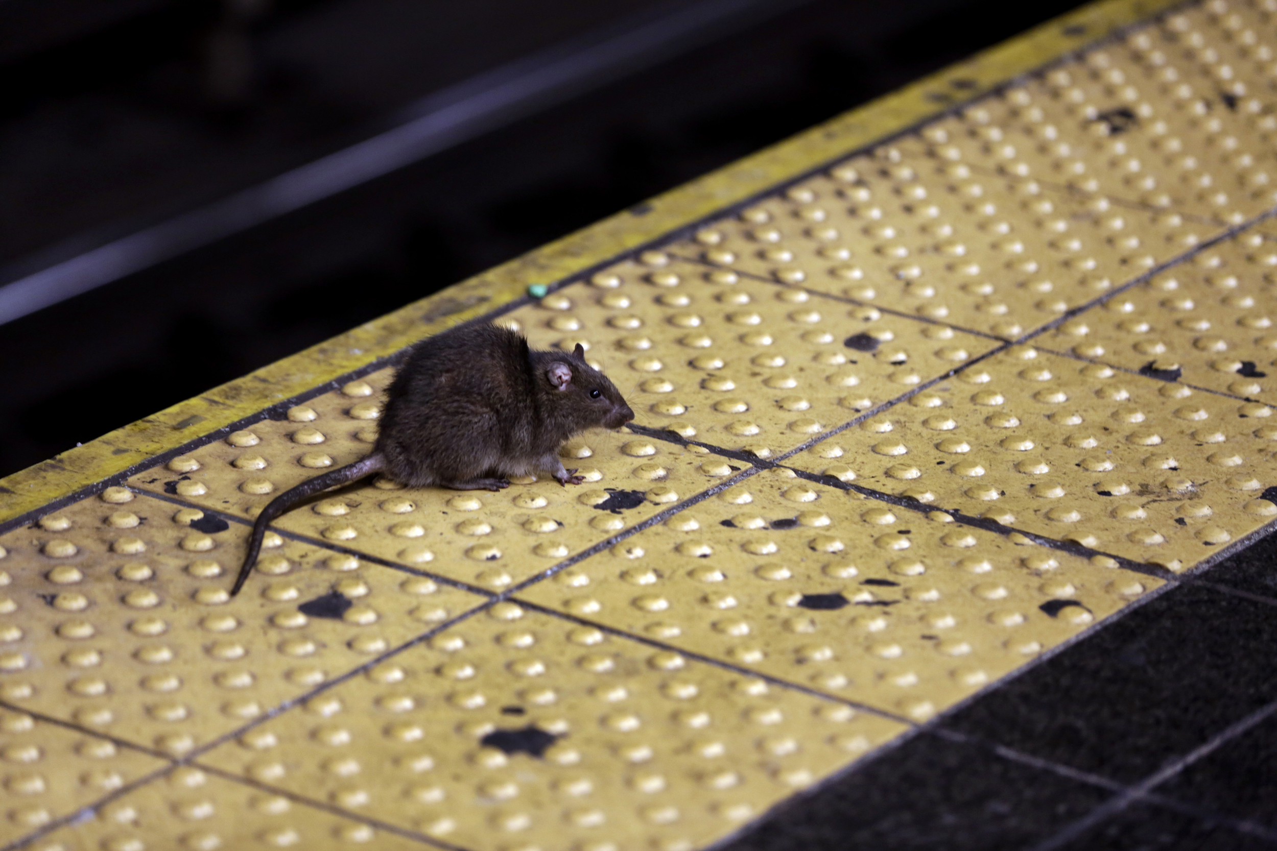 How long can a mouse starve?