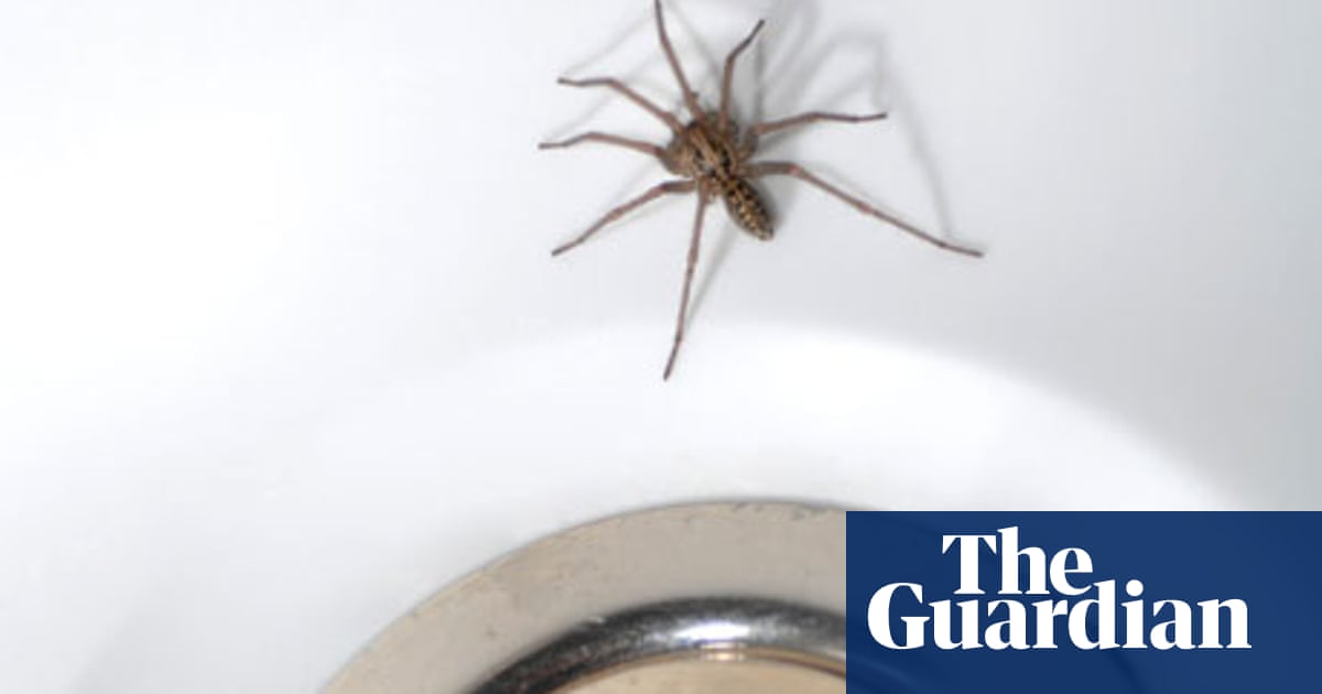 How long can spiders live without food?