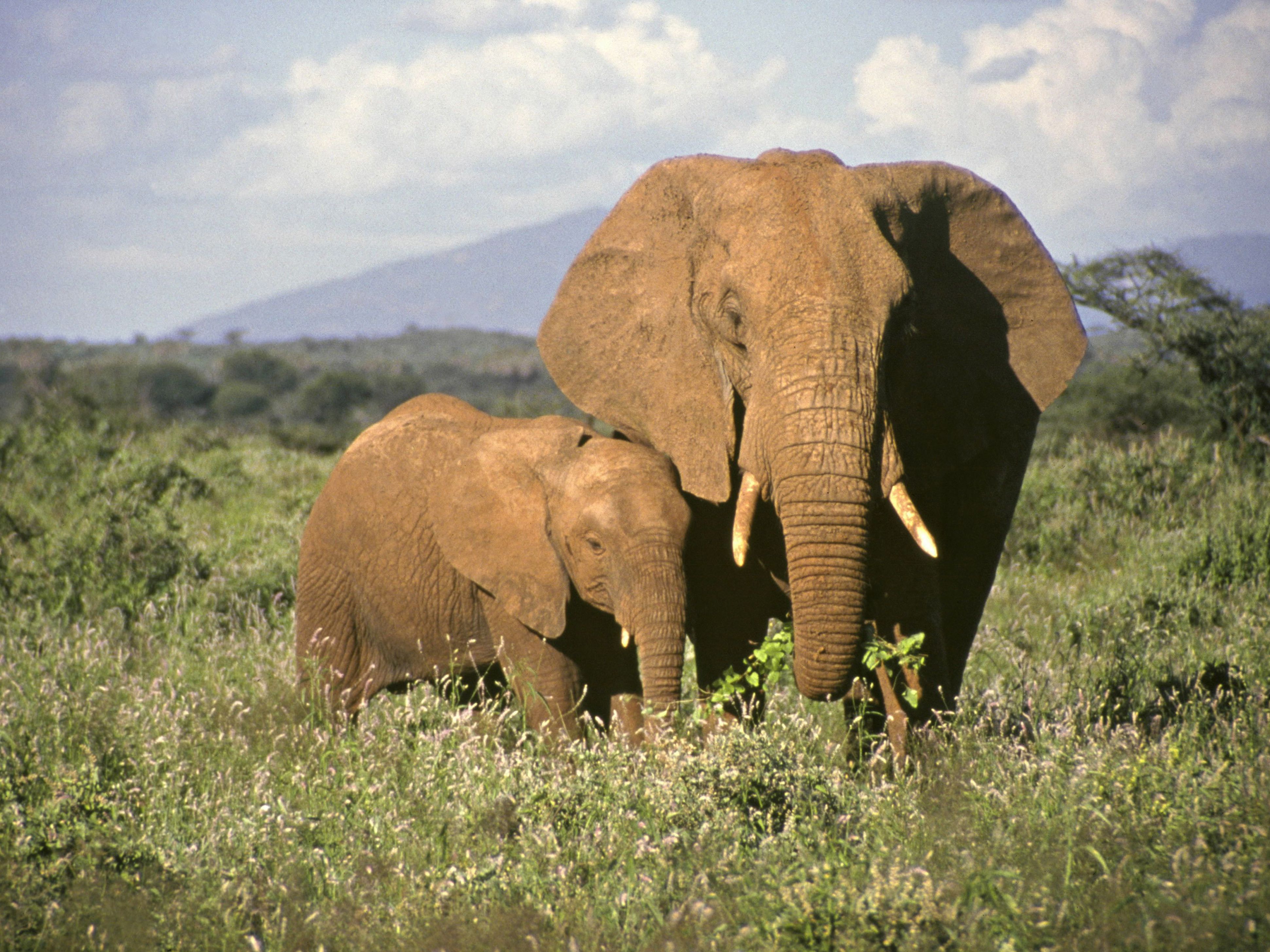 How long do baby elephants stay with their parents?