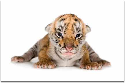 How long do tiger cubs stay in the den?
