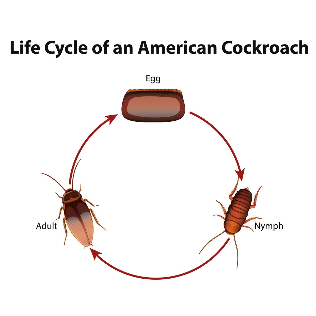 How long does it take for cockroach nymphs to hatch?