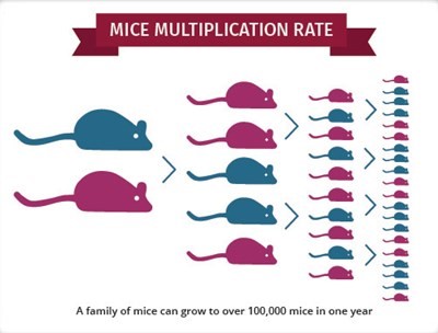 How long does it take for mice to have babies? How long does it take for mice to have babies?