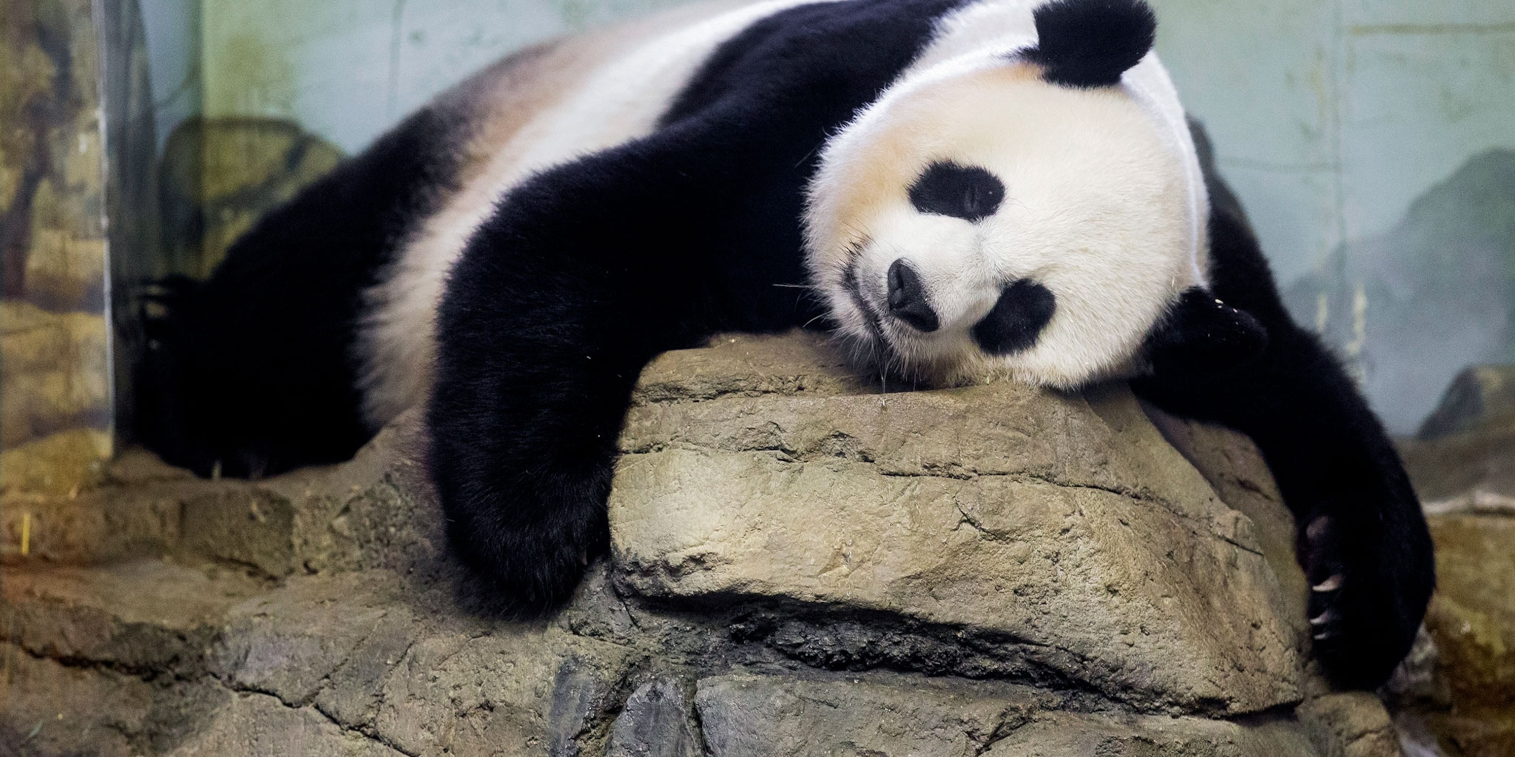How long is a panda pregnant for?