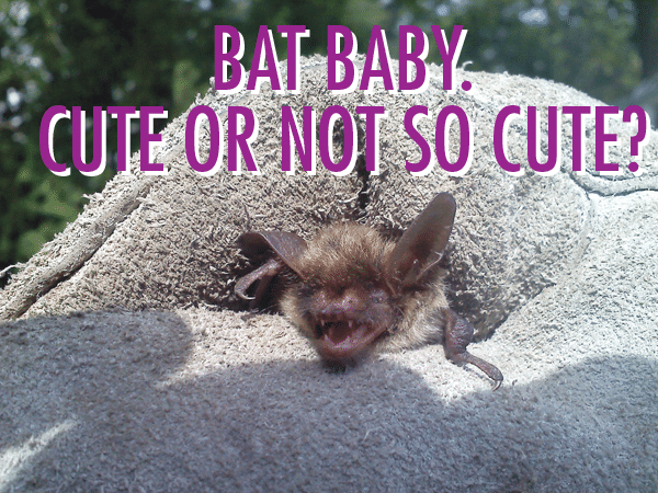 How many babies can a bat have at once?