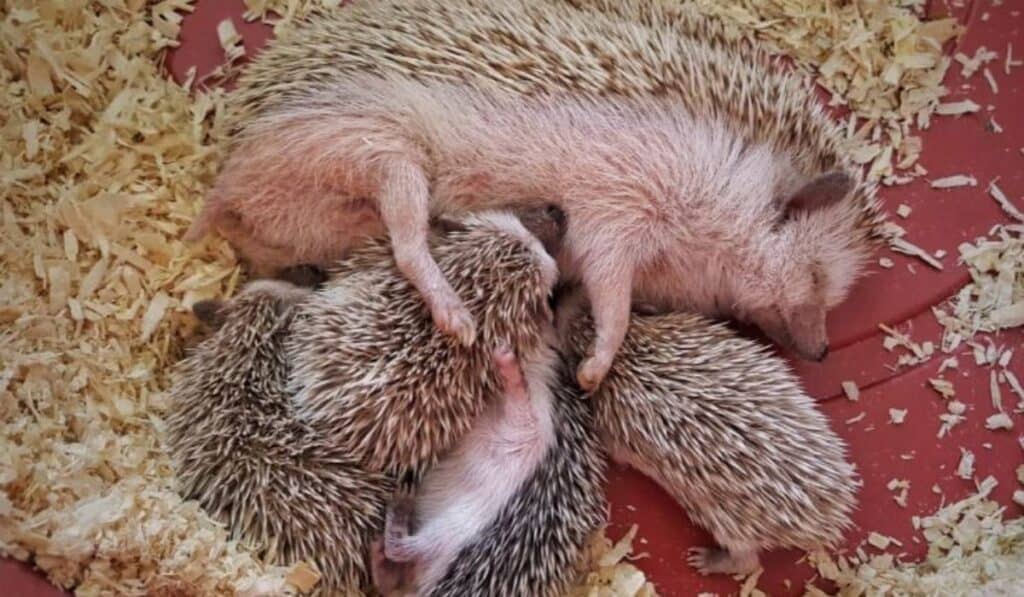 How many babies can a hedgehog have at once?