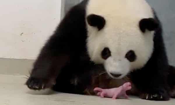 How many babies do giant pandas have?