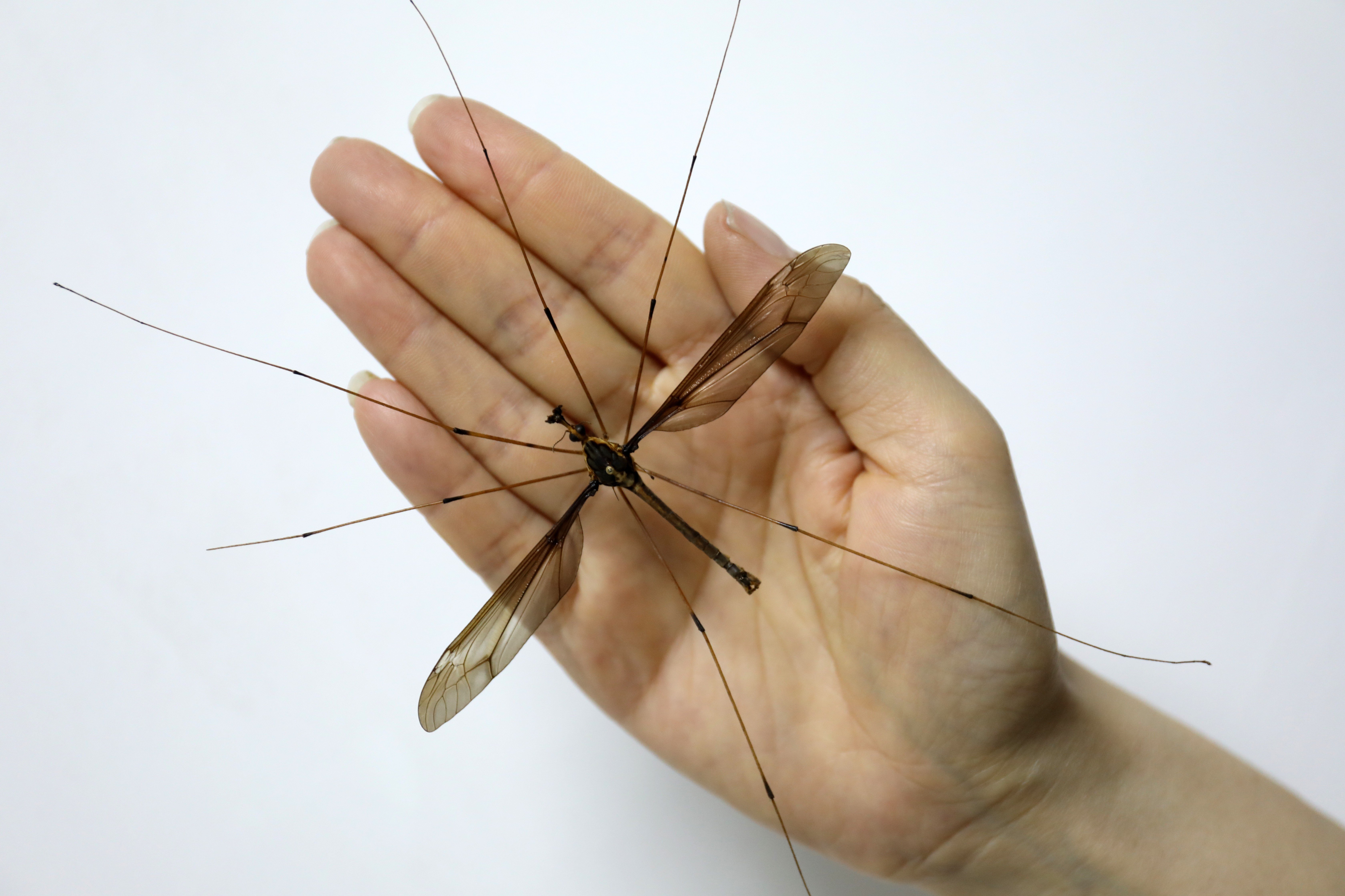 How many biggest mosquitoes are there in the world?
