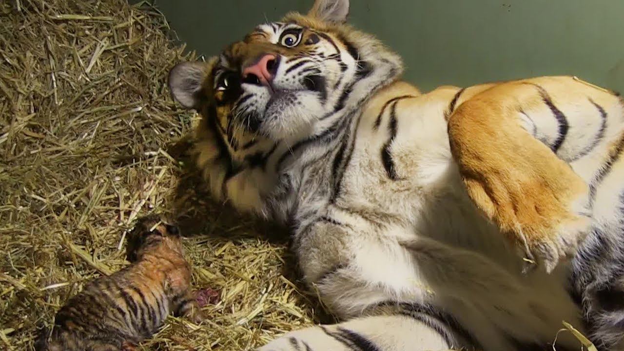 How many cubs can a tiger give birth to?