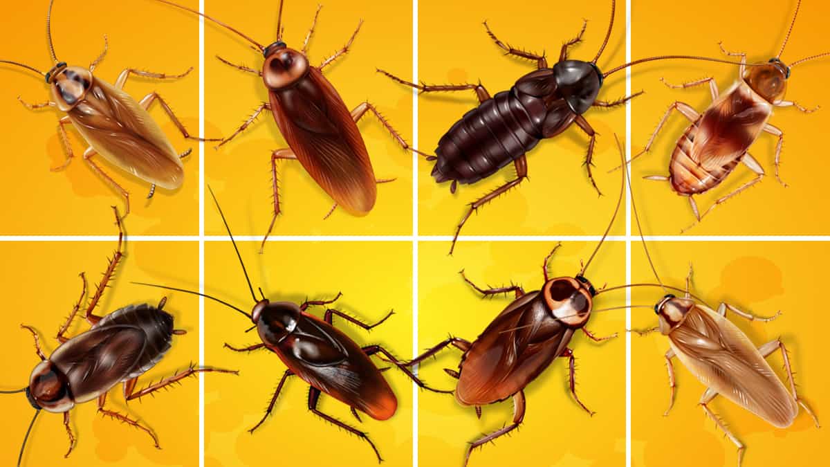 How many different types of cockroaches are there?