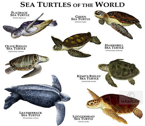 How many different types of species of sea turtles are there?