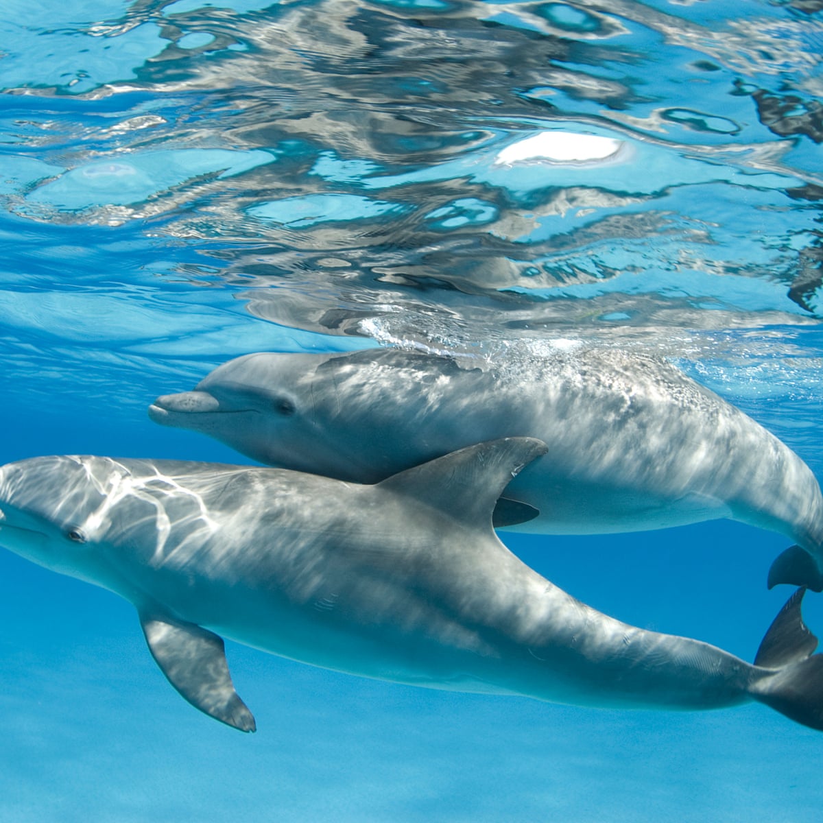 How many dolphins are there in India?