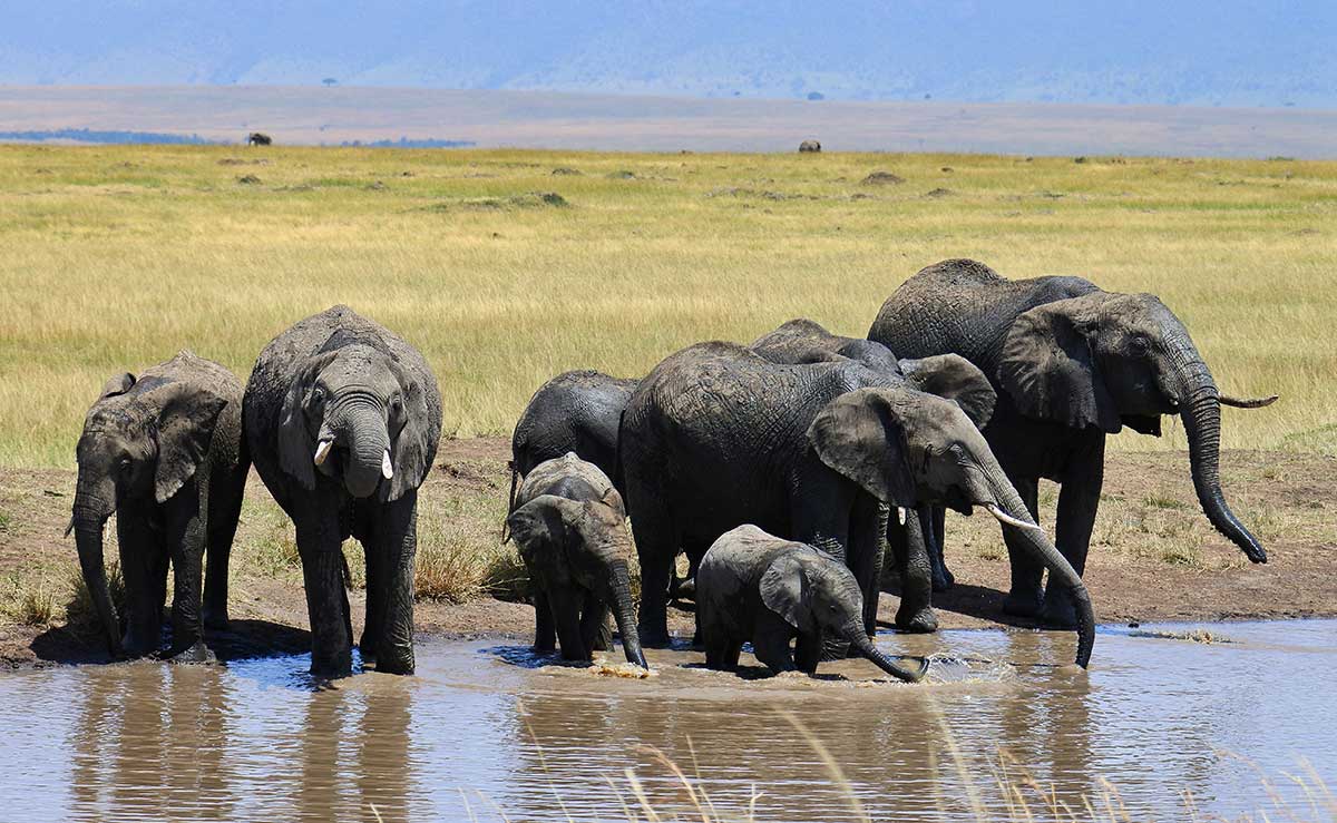 How many elephants are in a herd? How many elephants are in a herd?