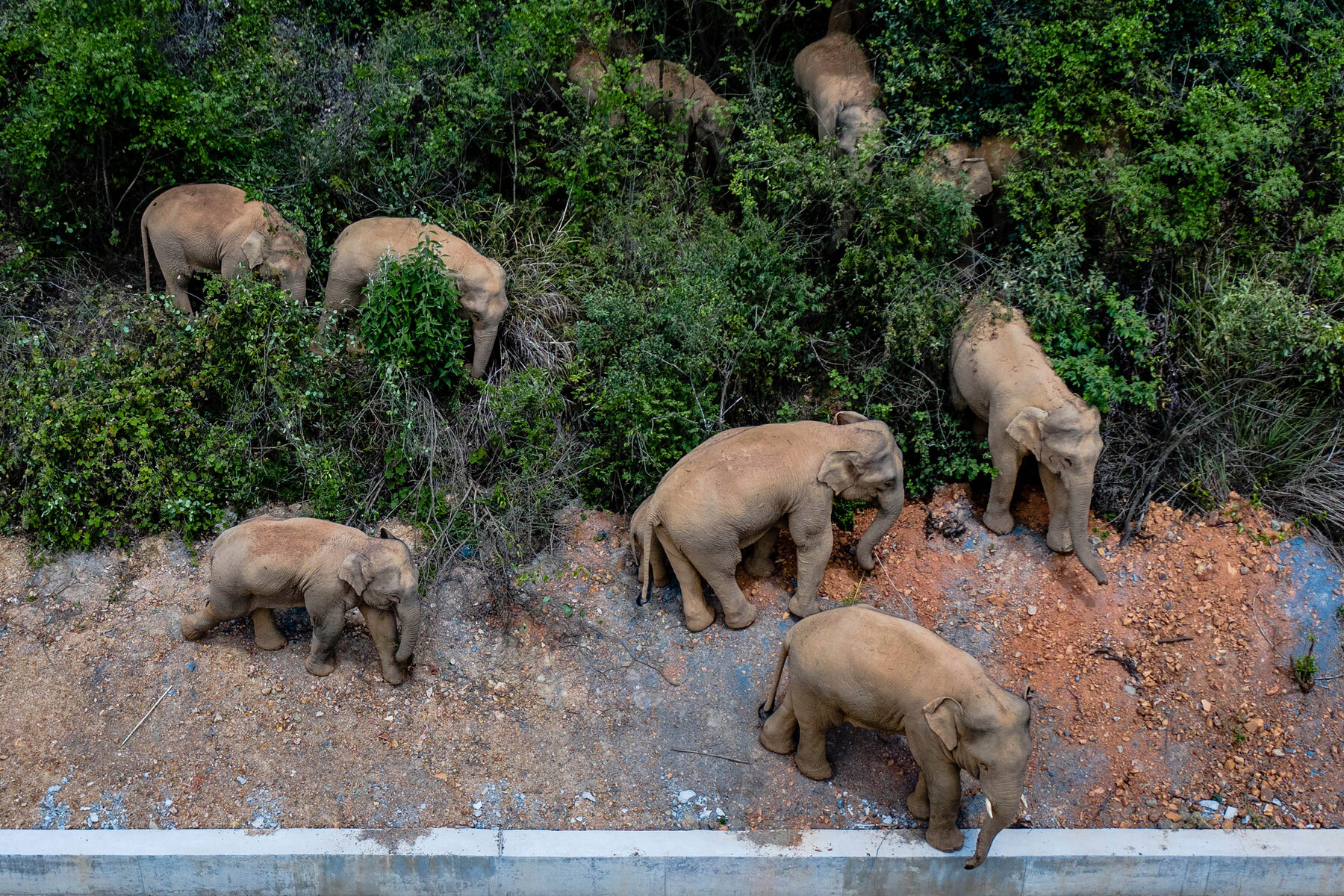 How many elephants were in the Kep herd? How many elephants were in the Kep herd?