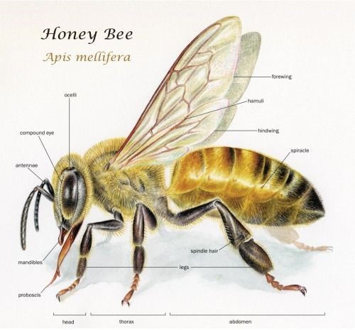 How many eyes does a honey bee have?