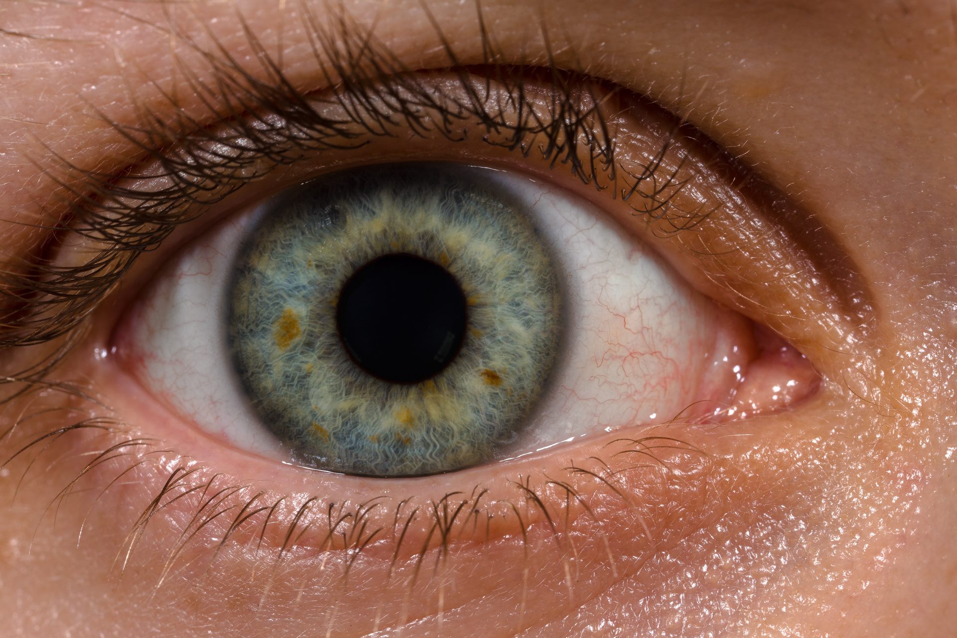 How many eyes does a human eye have?